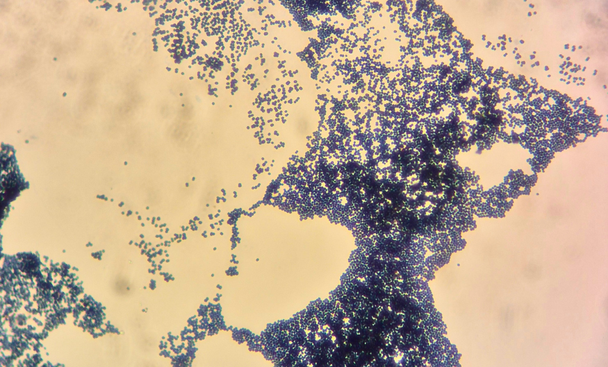 2. semester på Nanoscience byder på biologi. 